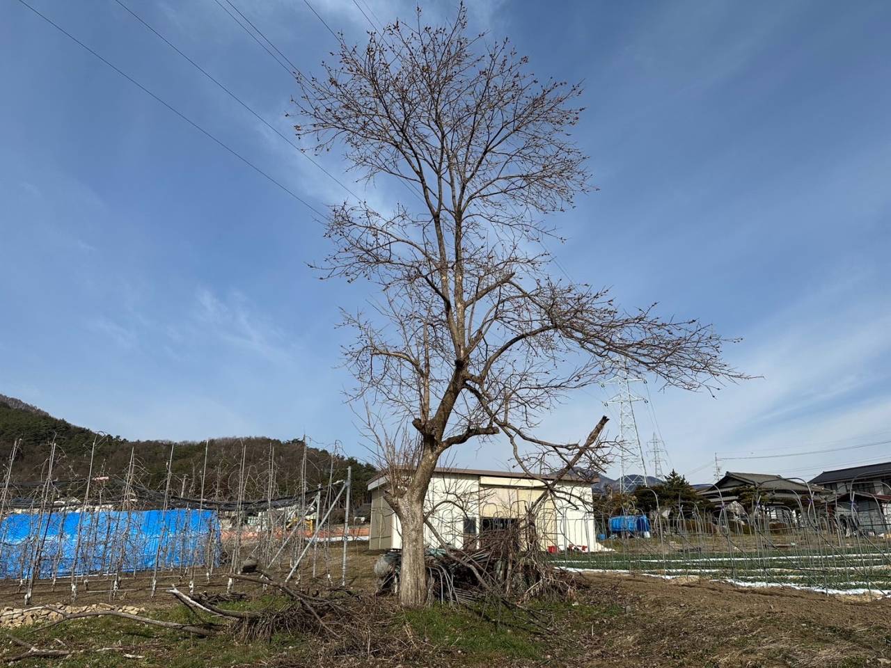 【柿の木伐採・抜根工事】松本市・塩尻市で外構工事|平沢土建株式会社 | ブログ | 松本市の外構工事なら平沢土建株式会社